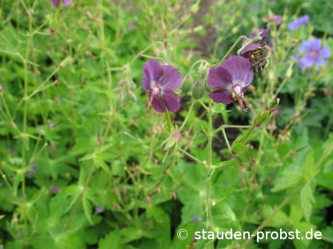 Geranium phaeum 'Lily Lovell' - Brauner Storchschnabel