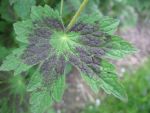 geranium-phaeum-samobor-strain-2