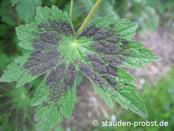 Geranium phaeum 'Samobor Strain' - Brauner Storchschnabel