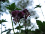 geranium-phaeum-samobor-strain-3
