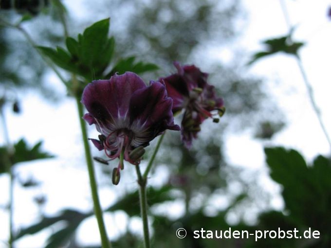 Geranium phaeum 'Samobor Strain' - Brauner Storchschnabel