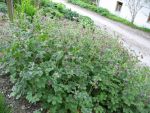 geranium-phaeum-samobor-strain