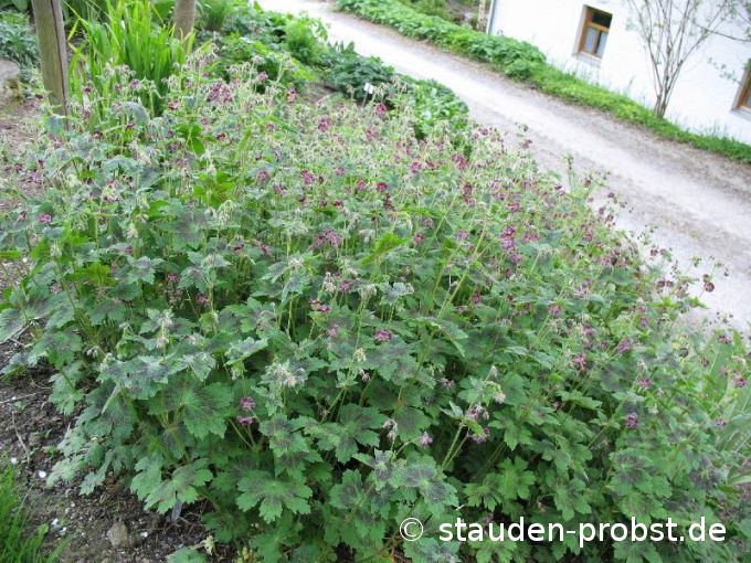 Geranium phaeum 'Samobor Strain' - Brauner Storchschnabel