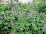 geranium-hyb-philippe-vapelle-2