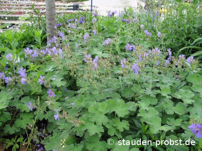 Geranium 'Philippe Vapelle' - Storchschnabel