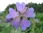 geranium-hyb-philippe-vapelle
