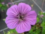 geranium-pink-penny-2
