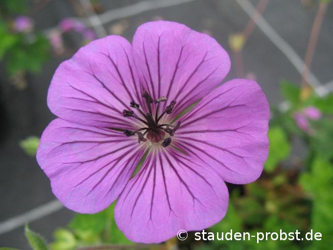 Geranium 'Pink Penny' - Storchschnabel