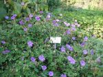 geranium-pink-penny-5