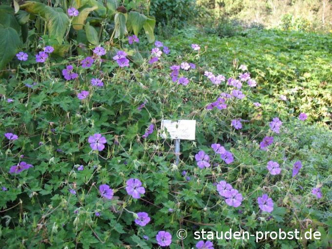 Geranium 'Pink Penny' - Storchschnabel