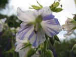 geranium-pratense-striatum