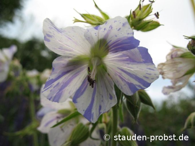 Geranium pratense 'Striatum' - Wiesenstorchschnabel