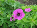 geranium-psilostemon-2