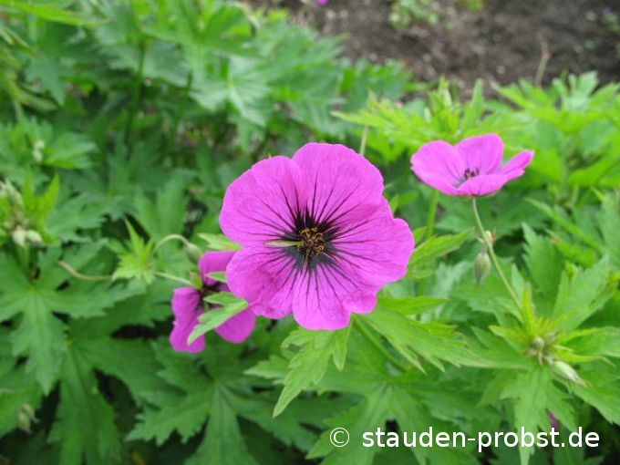 Geranium psilostemon - Schwarzäugiger Storchschnabel