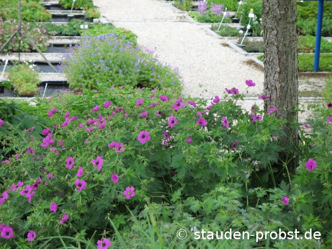 Geranium psilostemon - Schwarzäugiger Storchschnabel