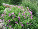 geranium-psilostemon-ivan-3