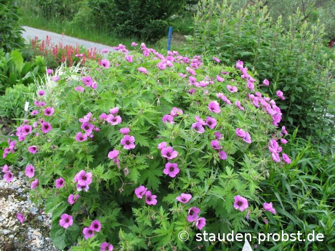 Geranium psilostemon 'Ivan' - Schwarzäugiger Storchschnabel