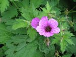 geranium-psilostemon-ivan