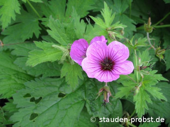 Geranium psilostemon 'Ivan' - Schwarzäugiger Storchschnabel