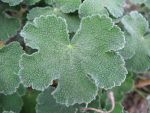 geranium-renardii-2