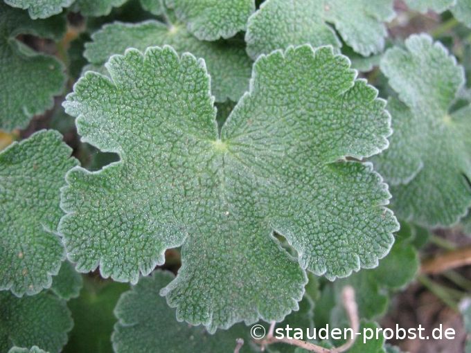Geranium renardii - Krebsblattstorchschnabel