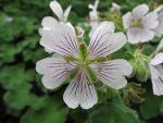 geranium-renardii-3