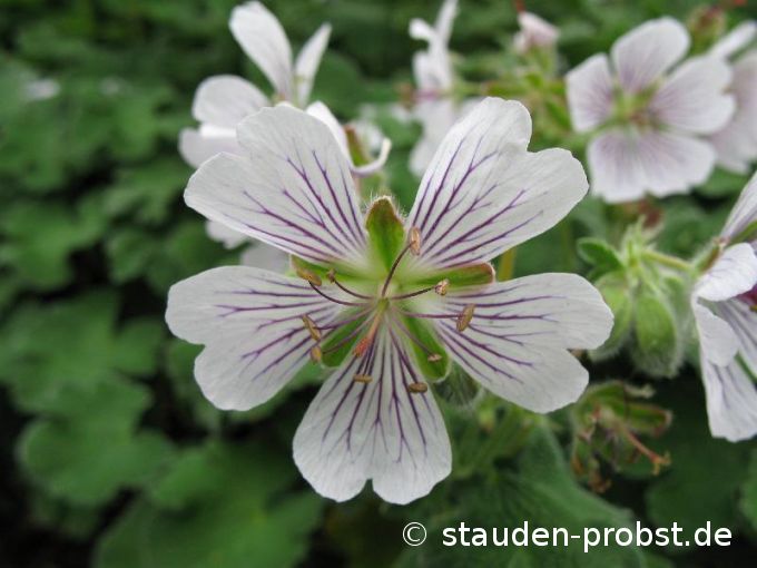 Geranium renardii - Krebsblattstorchschnabel