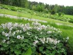 geranium-renardii-4