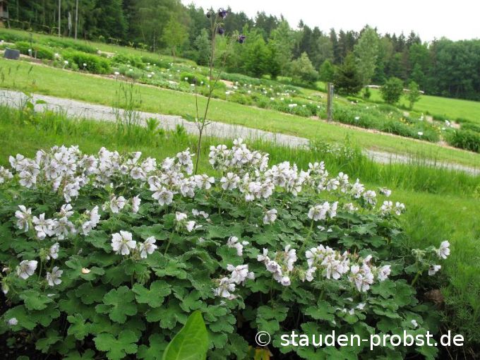 Geranium renardii - Krebsblattstorchschnabel