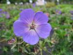 geranium-hyb-rozanne-2