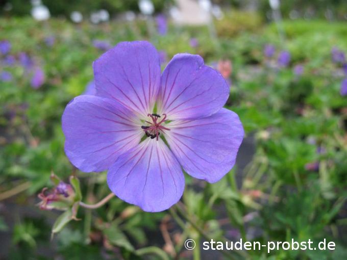 Geranium 'Rozanne' - Storchschnabel