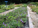 geranium-hyb-rozanne-3