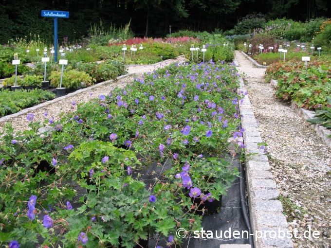 Geranium 'Rozanne' - Storchschnabel