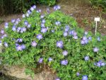 geranium-hyb-rozanne-4