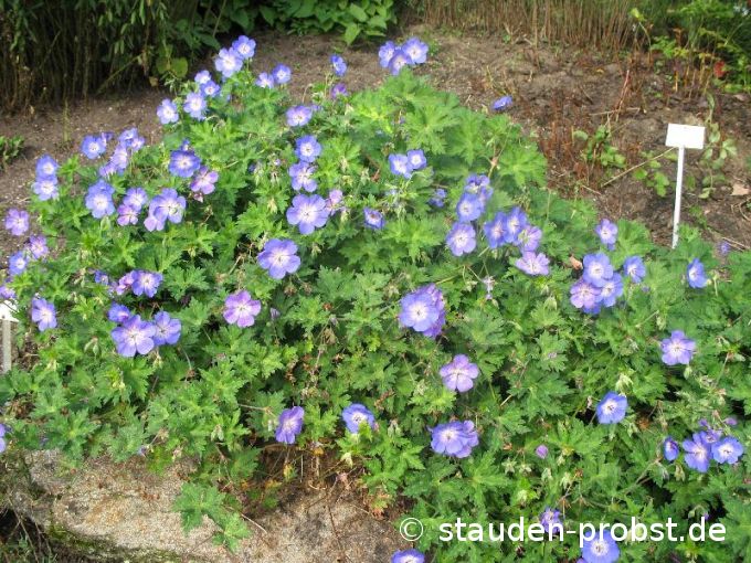 Geranium 'Rozanne' - Storchschnabel