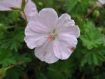 geranium-sanguineum-apfelbluete