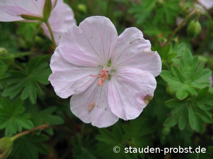 Geranium sanguineum 'Apfelblüte' - Blutstorchschnabel