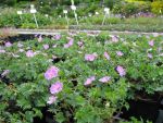 geranium-sanguineum-canon-miles-2