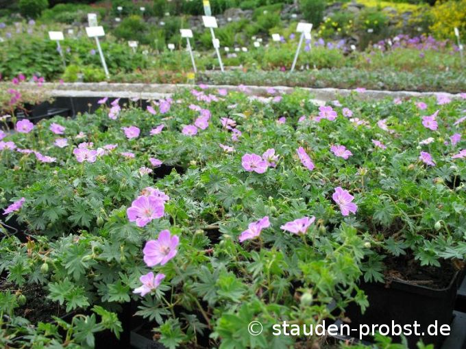 Geranium sanguineum 'Canon Miles' - Blutstorchschnabel