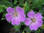 geranium-sanguineum-canon-miles