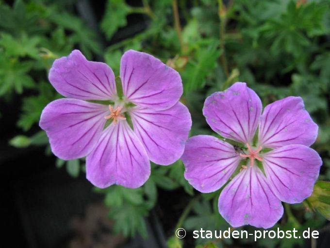 Geranium sanguineum 'Canon Miles' - Blutstorchschnabel