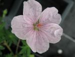 geranium-sanguineum-var-striatum