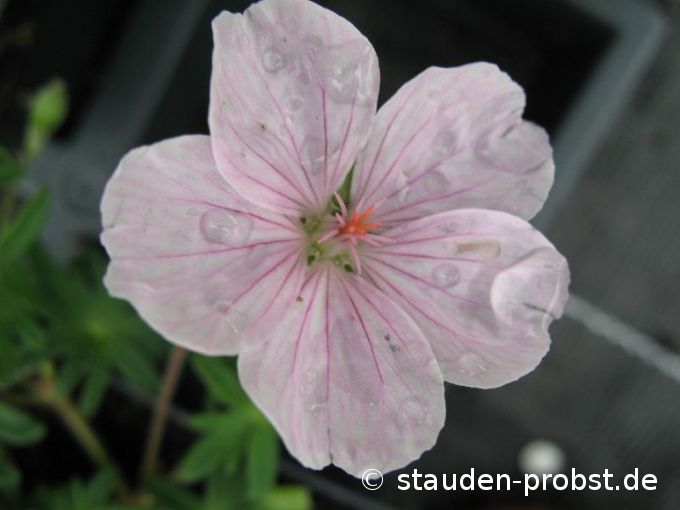 Geranium sanguineum var. striatum - Blutstorchschnabel