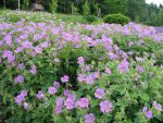 geranium-hyb-sirak-3