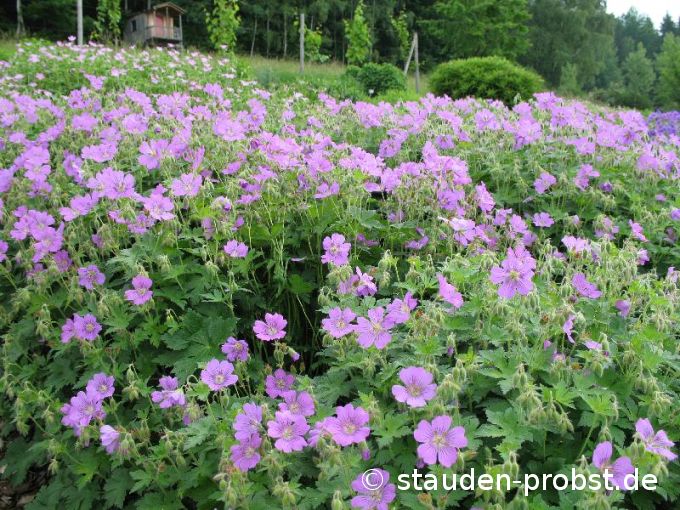 Geranium 'Sirak' - Storchschnabel