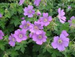 geranium-hyb-sirak