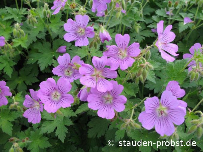 Geranium 'Sirak' - Storchschnabel