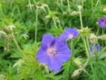 geranium-hyb-spinners