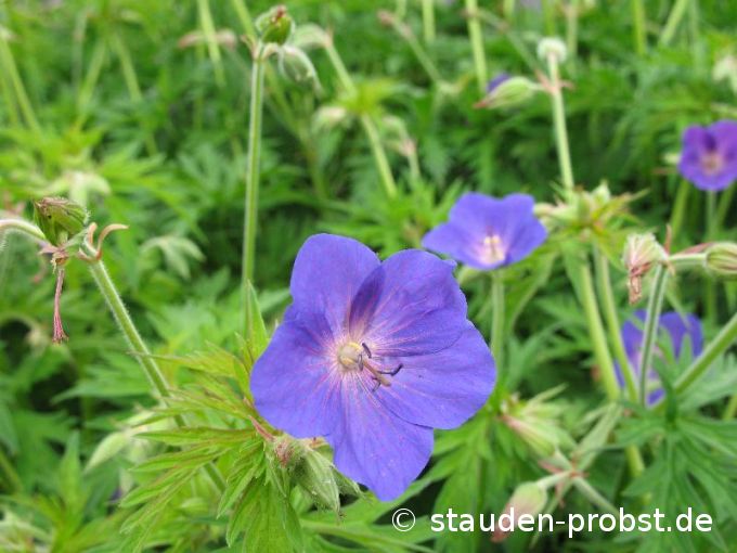 Geranium 'Spinners' - Storchschnabel