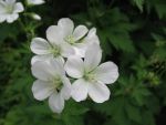 geranium-sylvaticum-album-2
